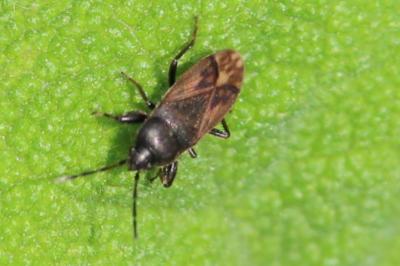 <i>Megalonotus</i>