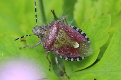 <i>Dolycoris baccarum</i>