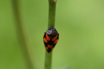 <i>Cercopis vulnerata</i>
