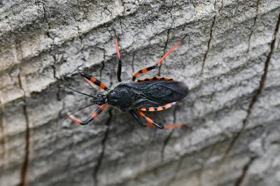 <i>Rhynocoris annulatus</i>