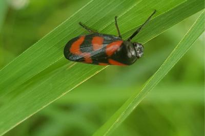 <i>Cercopis vulnerata</i>