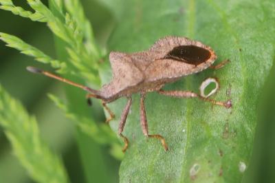 <i>Coreus marginatus</i>