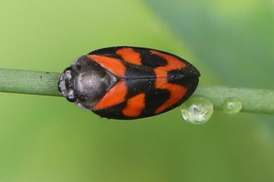 <i>Cercopis vulnerata</i>