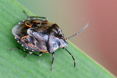 <i>Holcogaster fibulata</i>