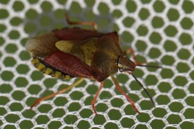 <i>Carpocoris purpureipennis</i>
