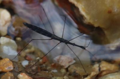 <i>Hydrometra stagnorum</i>