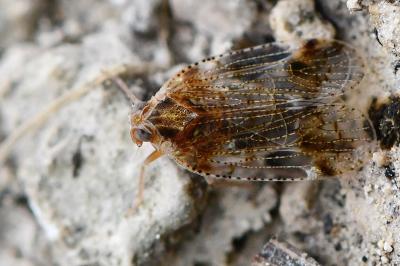 <i>Cixius</i>