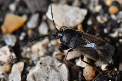 <i>Megalonotus emarginatus</i>
