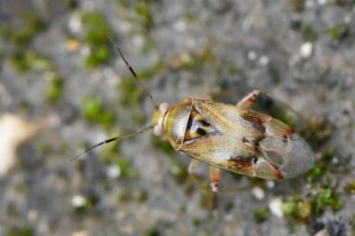 <i>Pinalitus cervinus</i>
