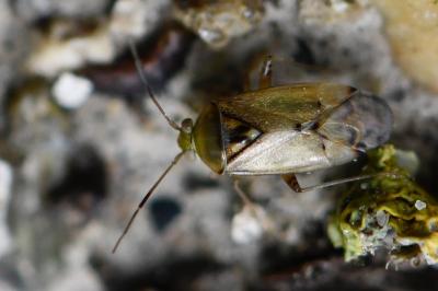 <i>Pinalitus cervinus</i>