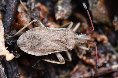<i>Ceraleptus lividus</i>