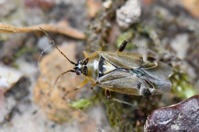 <i>Harpocera thoracica</i>