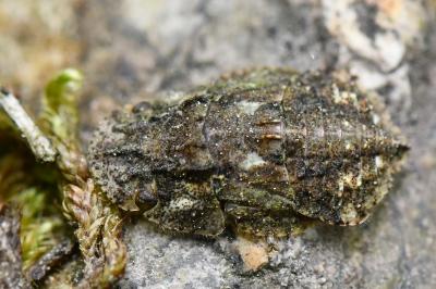 <i>Ledra aurita</i>