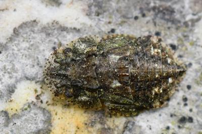 <i>Ledra aurita</i>