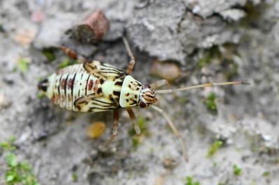 <i>Rhabdomiris striatellus</i>