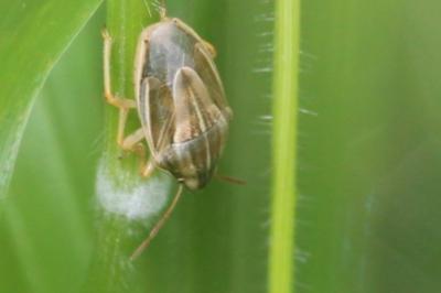 <i>Aelia acuminata</i>