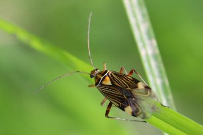 <i>Rhabdomiris striatellus</i>