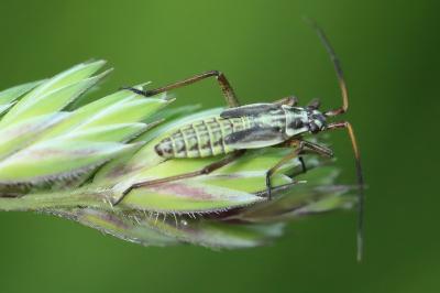 <i>Leptopterna dolabrata</i>