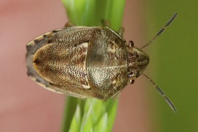 <i>Neottiglossa leporina</i>