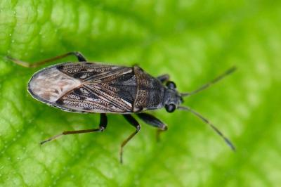 <i>Peritrechus gracilicornis</i>