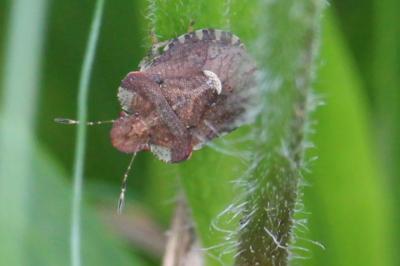 <i>Dyroderes umbraculatus</i>
