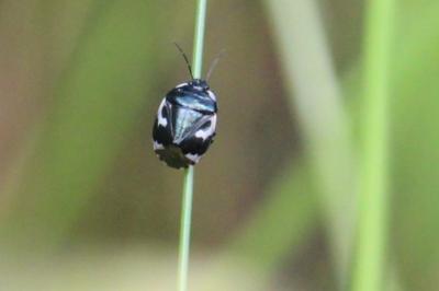 <i>Tritomegas bicolor</i>