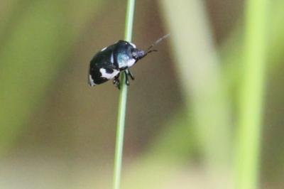 <i>Tritomegas bicolor</i>