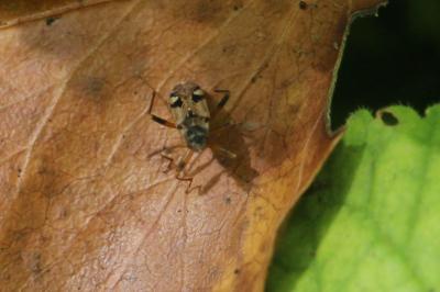 <i>Beosus maritimus</i>
