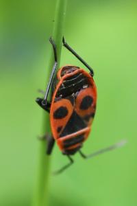 <i>Pyrrhocoris apterus</i>