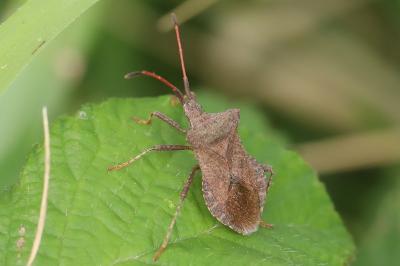 <i>Coreus marginatus</i>