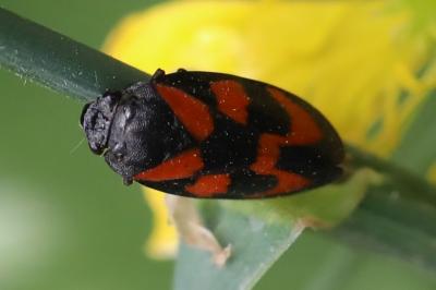 <i>Cercopis vulnerata</i>