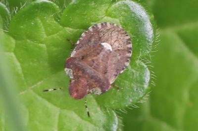 <i>Dyroderes umbraculatus</i>