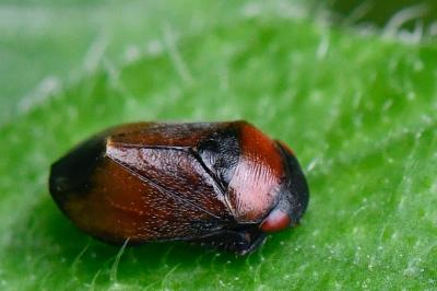 <i>Penthimia nigra</i>