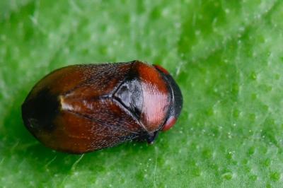 <i>Penthimia nigra</i>
