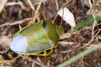 <i>Piezodorus lituratus</i>