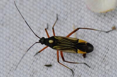 <i>Miris striatus</i>