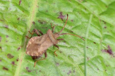 <i>Coreus marginatus</i>