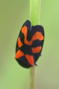 <i>Cercopis vulnerata</i>