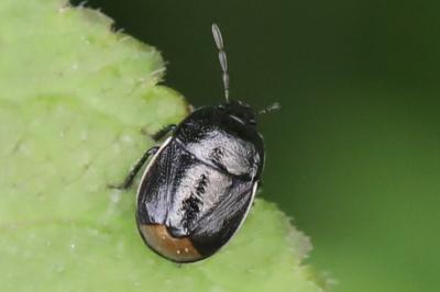 <i>Legnotus limbosus</i>