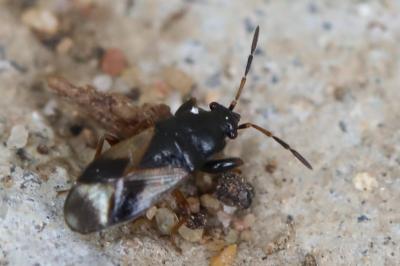 <i>Megalonotus praetextatus</i>