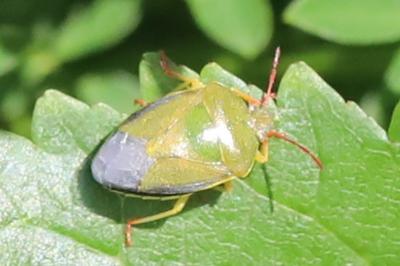 <i>Piezodorus lituratus</i>