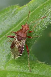 <i>Rhopalus subrufus</i>