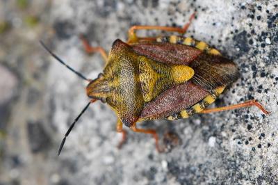 <i>Carpocoris purpureipennis</i>