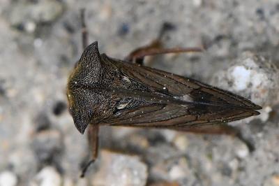 <i>Centrotus cornutus</i>
