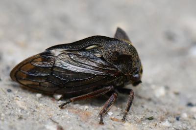 <i>Centrotus cornutus</i>