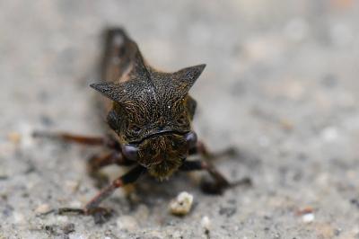 <i>Centrotus cornutus</i>