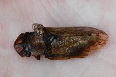 <i>Ledra aurita</i>
