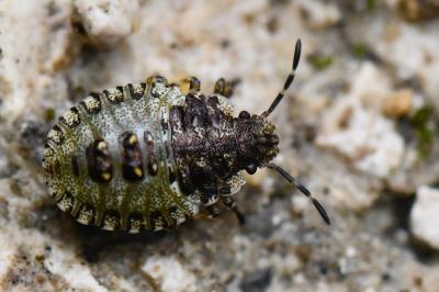 <i>Pentatoma rufipes</i>