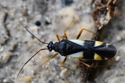 <i>Dryophilocoris flavoquadrimaculatus</i>