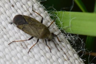 <i>Heterocordylus tibialis</i>